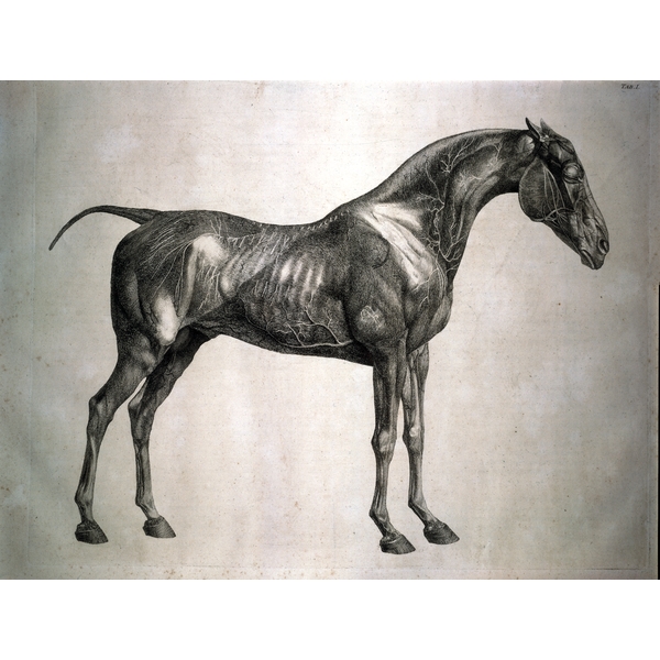 George Stubbs, gravure extraite de son oeuvre The Anatomy of the Horse, Nationale Gallery, Londres.
